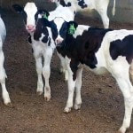 Fullmer Cattle Company raises dairy and beef calves in an optimum and safe environment