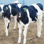 Fullmer Cattle Company offers Custom Calf Vaccination Programs specifically designed for dairy and beef calf-raising needs