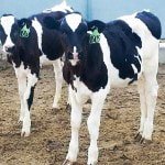 Fullmer Cattle offers vaccine programs uniquely formulated for dairy and beef calves.