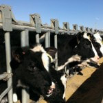 Holstein cattle at Fullmer Cattle Company in West Kansas.