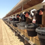 Safe and healthy calves with lots of local Midwest feed at Fullmer Cattle Company. Special Calf Feed Regimen and
Custom Cattle Feed Blends at the Fullmer Cattle facility in West Kansas, USA.